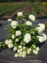 image (5)7